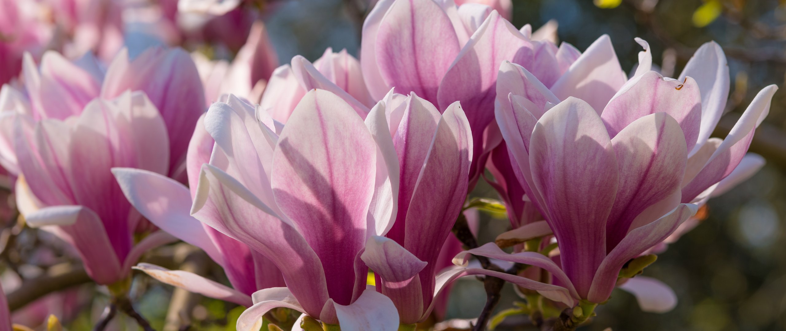 Pink Magnolia - UltraWide 21:9 wallpapers in 2560x1080 resolution