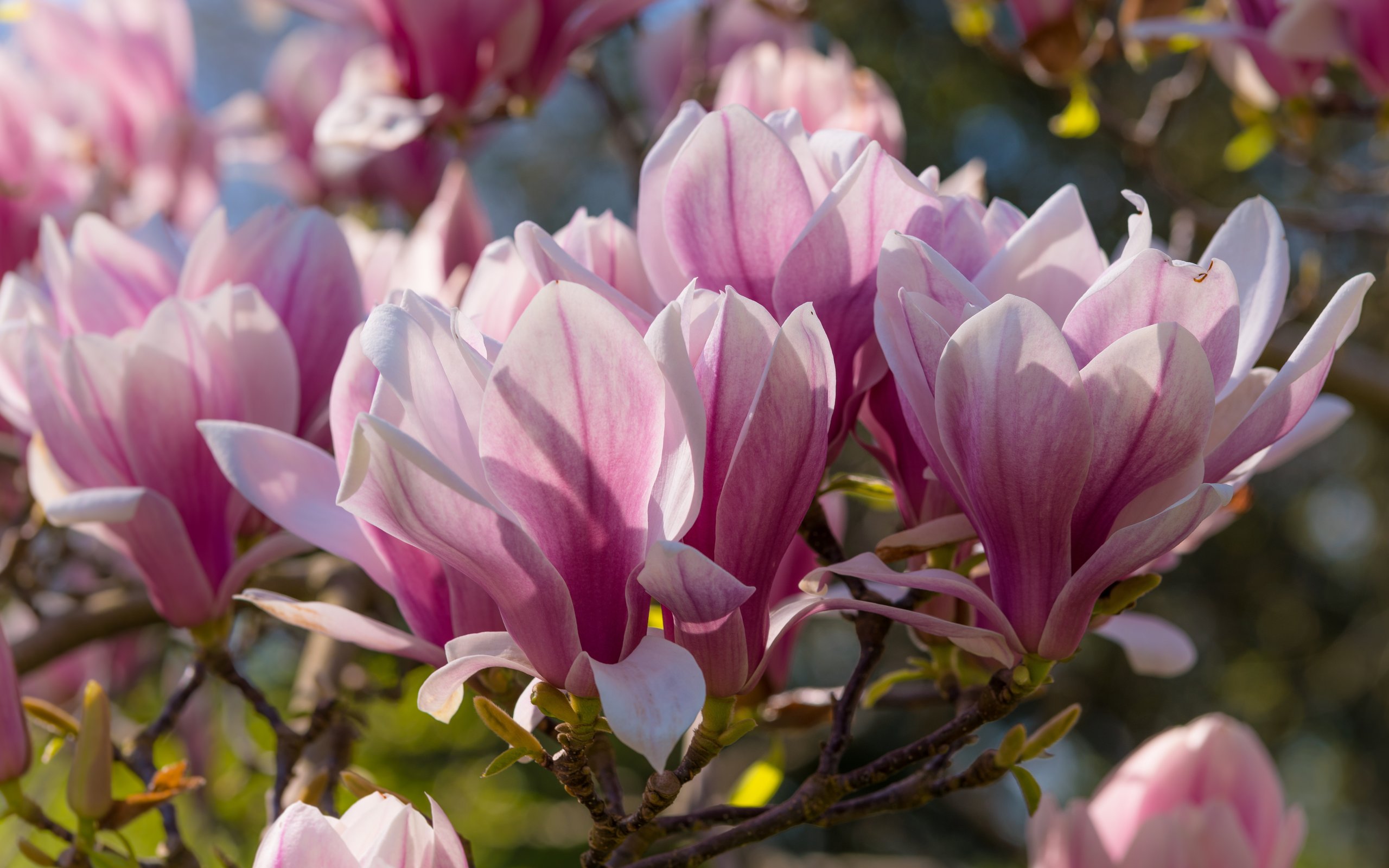 Pink Magnolia - WQXGA and for Apple MacBook Air 13 wallpapers in 2560x1600 resolution
