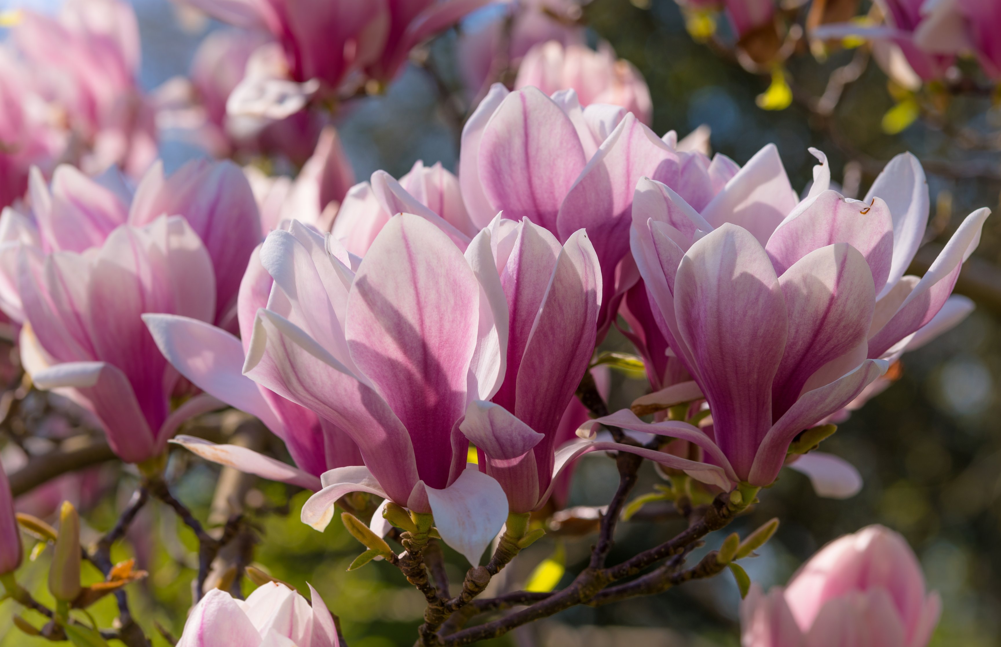 Pink Magnolia - Wallpapers for Apple MacBook 16.2″ in 3456x2234 resolution