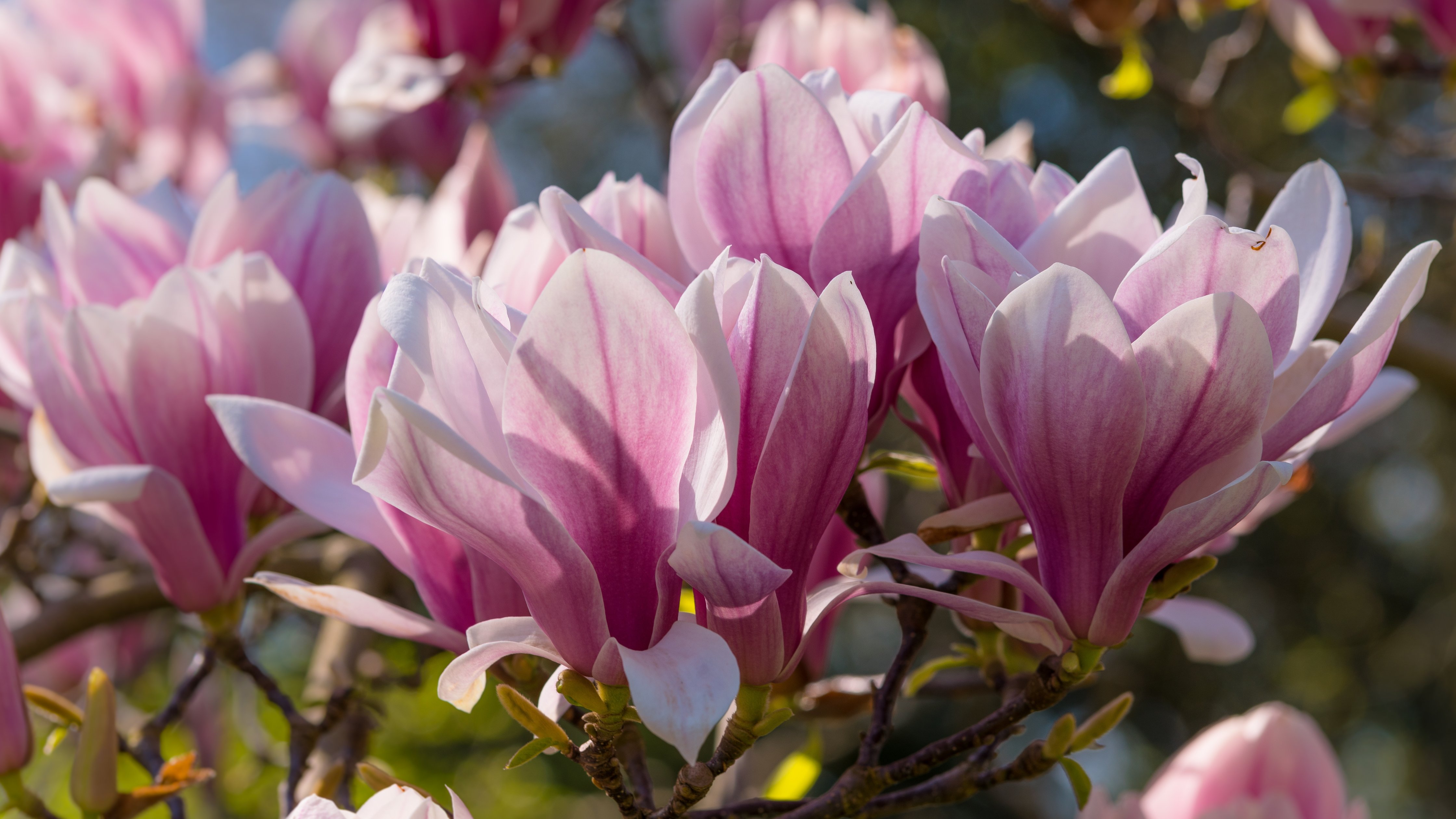Pink Magnolia - Wallpapers for Apple iMac 24″ in 4480x2520 resolution