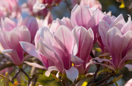 WSVGA Magnolia wallpapers (1024x600): magnolia, flowers, spring, blossom