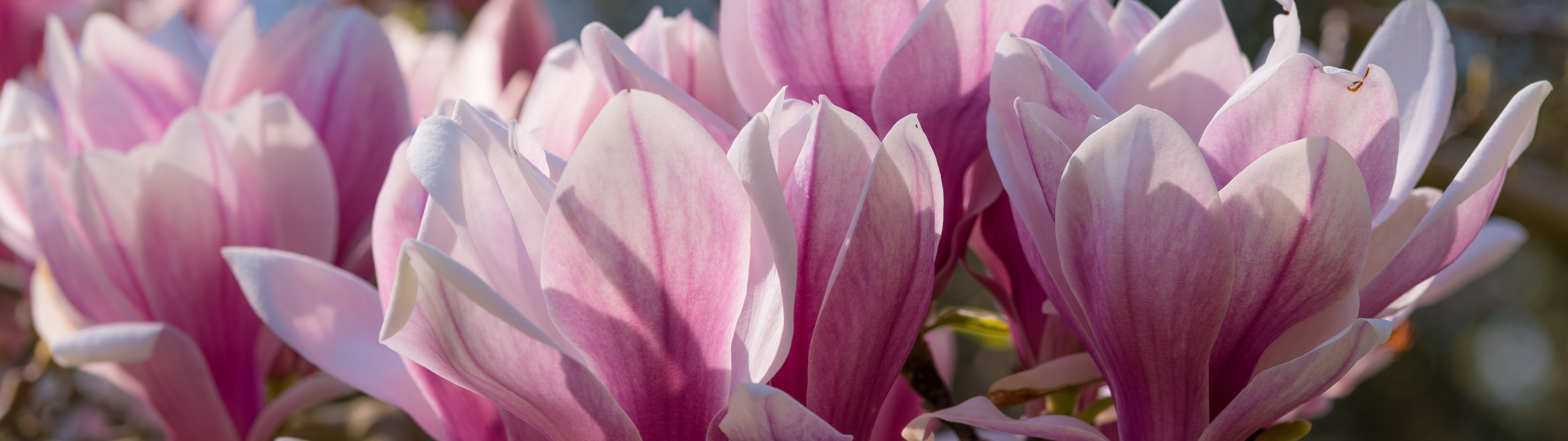 Pink Magnolia - UltraWide 32:9 wallpapers in 5120x1440 resolution