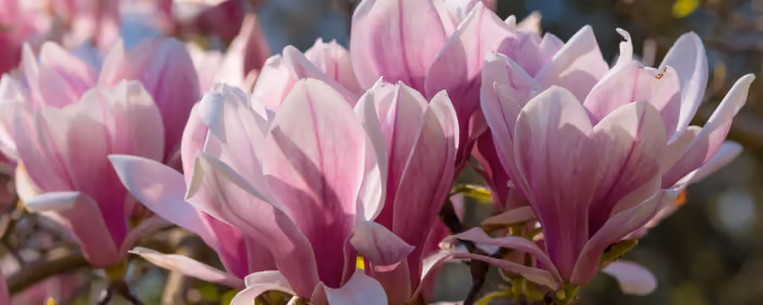 Nature wallpapers: magnolia, flowers, spring, blossom