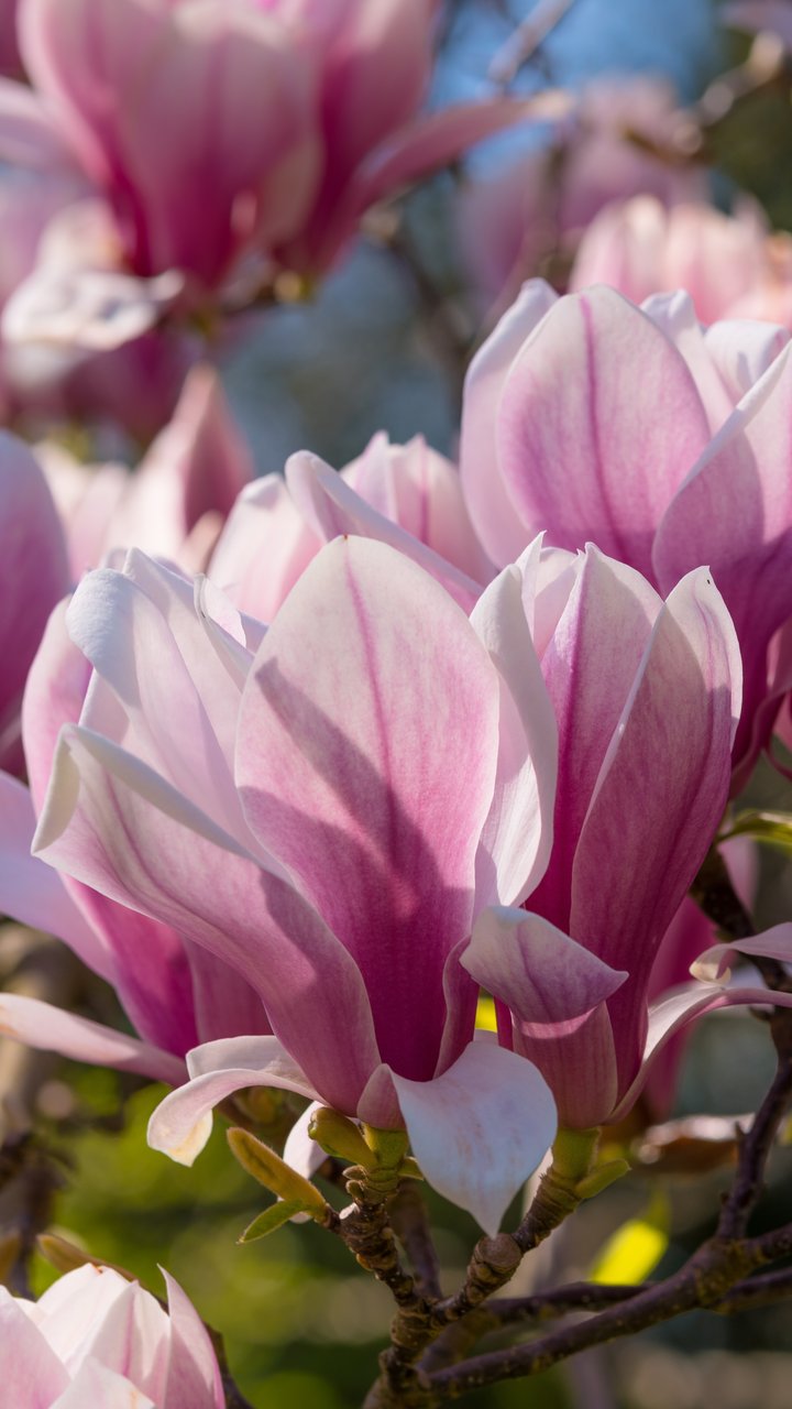 Pink Magnolia - Wallpapers for Samsung/LG in 720x1280 resolution