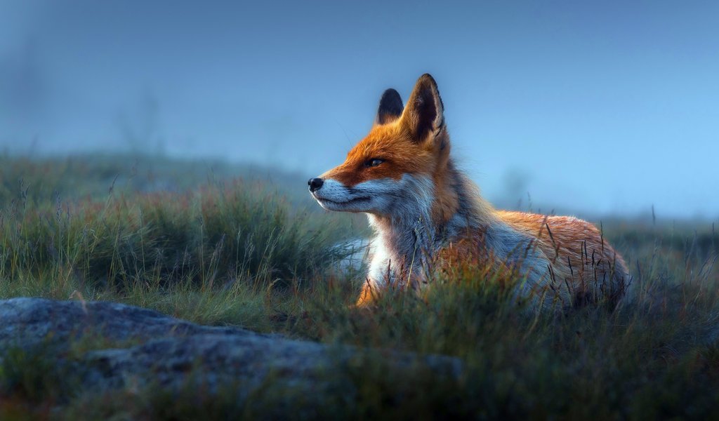A red fox in the grass - WSVGA wallpapers in 1024x600 resolution
