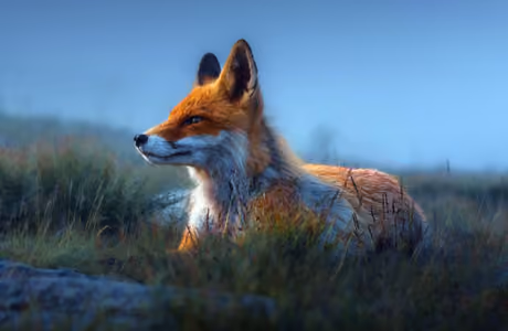Fox Wallpapers for iPad mini 8.3″ (2266x2266): fox, grass, field, sky