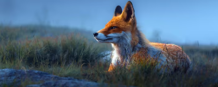 UltraWide 21:9 обои (2560x1080): лиса, трава, поле, небо