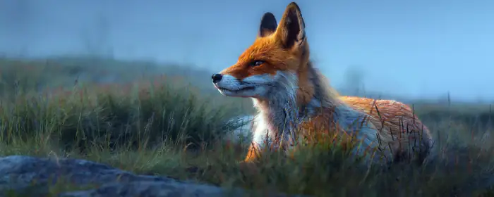UltraWide 32:9 обои лиса (3840x1080): лиса, трава, поле, небо