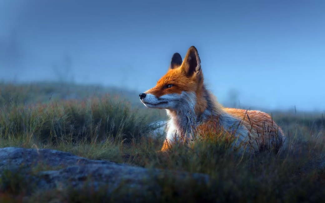 A red fox in the grass - Wallpapers for Apple iPad 1 in 1024x1024 resolution