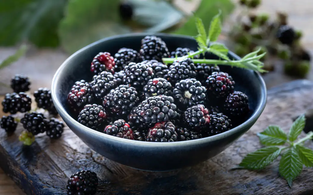 Fresh blackberries in a bowl — desktop and phone wallpaper, free download