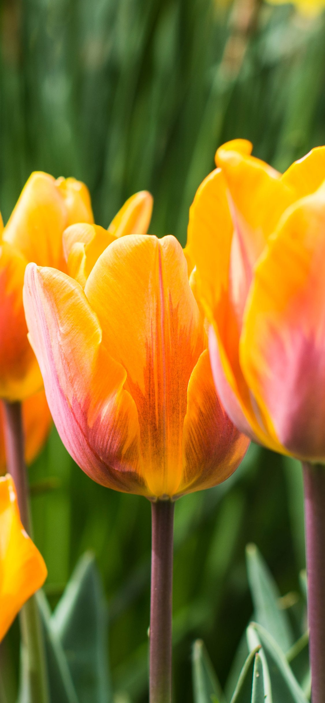 Orange tulips blooming - Wallpapers for iPhone X/XS/11 Pro in 1125x2436 resolution