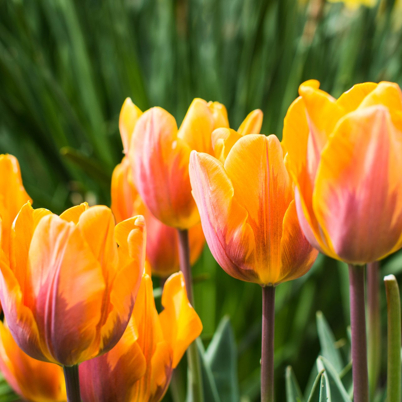 Orange tulips blooming - Wallpapers for Lenovo, Huawei in 1280x1280 resolution