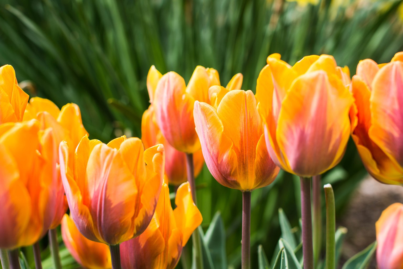 Orange tulips blooming - Microsoft Surface 12.4″ wallpapers in 1536x1024 resolution