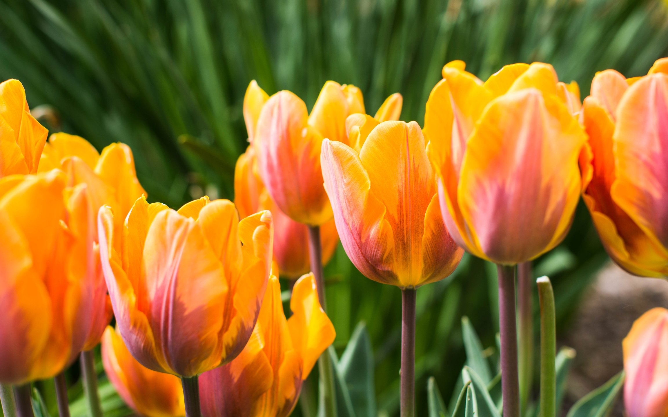 Orange tulips blooming - Wallpapers for Apple MacBook 12″ in 2304x1440 resolution