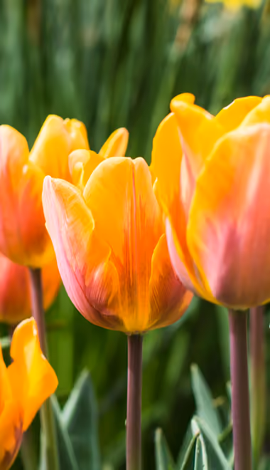 Nature wallpapers: tulip, flowers, spring, garden