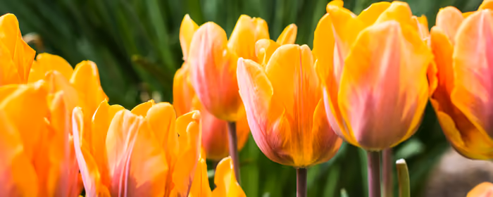 Nature wallpapers: tulip, flowers, spring, garden