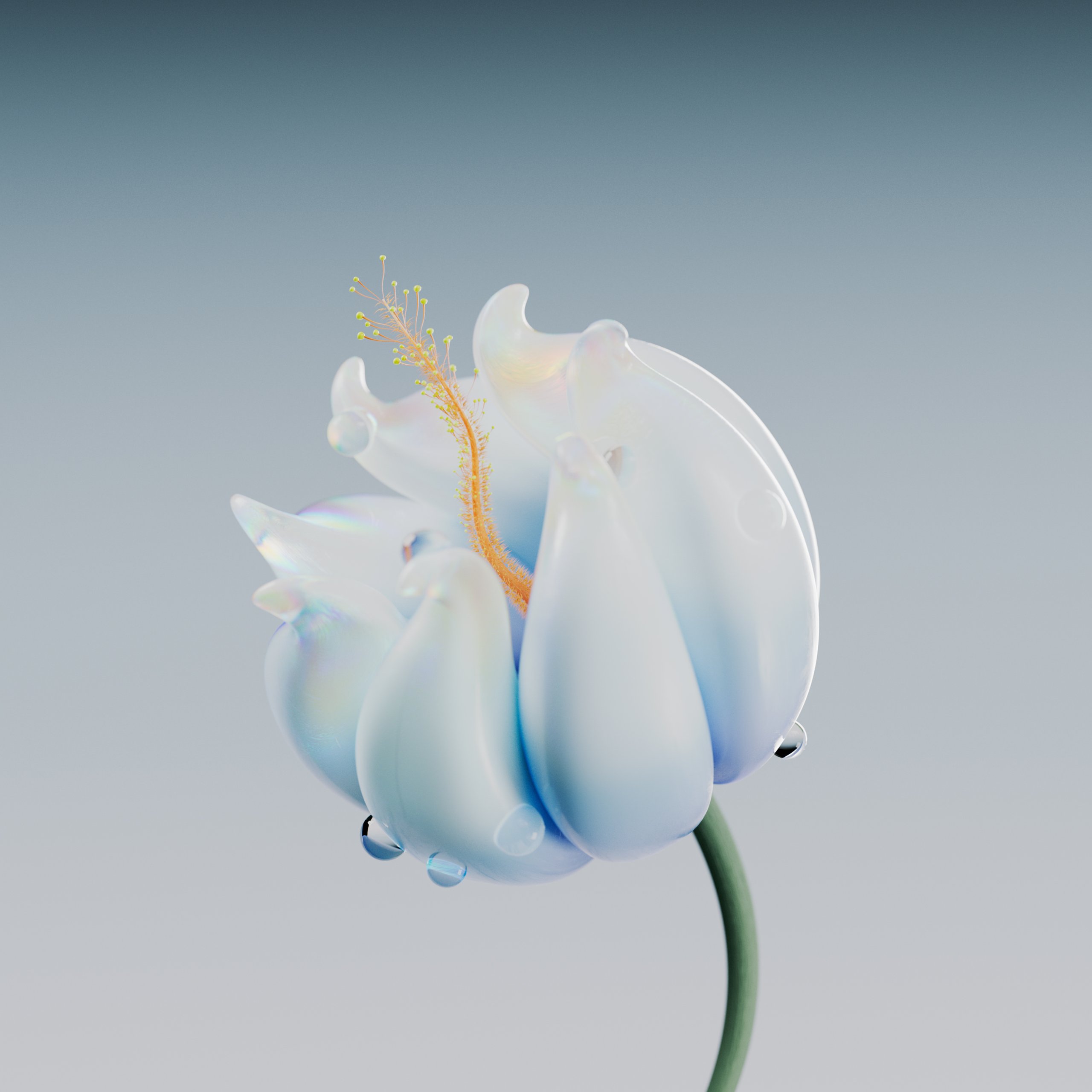 Glossy white flower with dew drops - Wallpapers for Samsung Galaxy Tab S9 FE+/Tab S11, Xiaomi Pad 5, Redmi Pad 2 Pro, POCO Pad in 2560x2560 resolution
