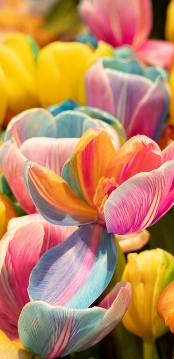 Yellow tulips - Wallpapers for Samsung in 360x740 resolution