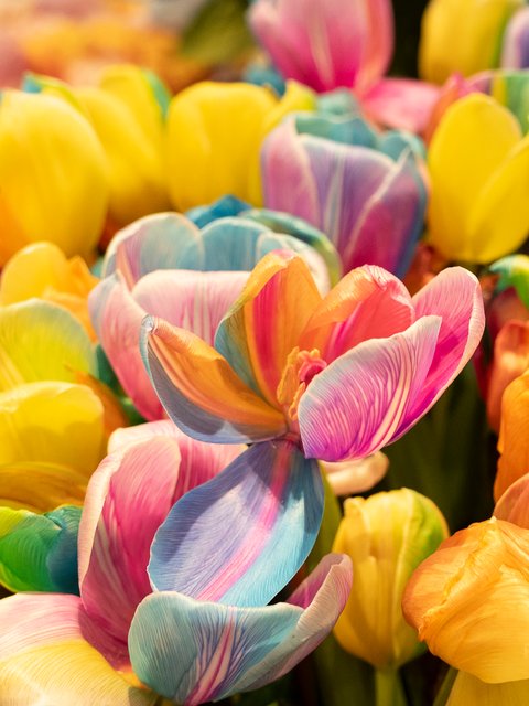 Yellow tulips - Wallpapers for HTC/BlackBerry in 480x640 resolution