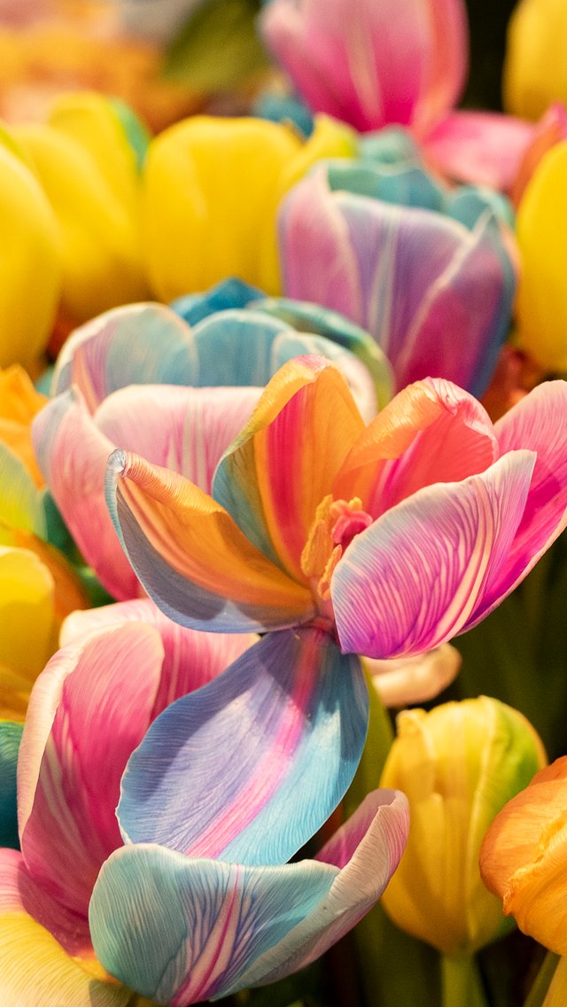 Yellow tulips - Wallpapers for iPhone 5/5S/5C/SE in 640x1136 resolution