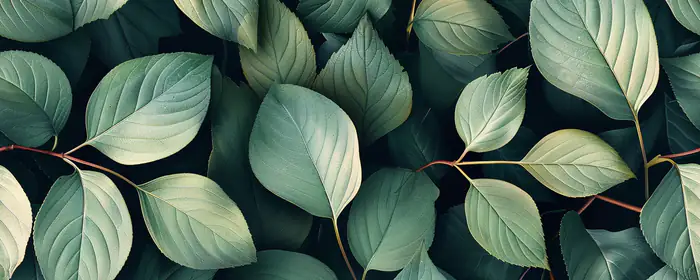 Nature wallpapers: leaves, close-up, texture, branch