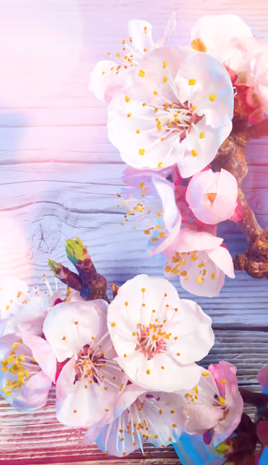 Serenity Wallpapers for Sony Xperia 1/Xperia 1 III/Xperia PRO-I (1644x3840): cherry blossoms, sakura, branch, wood