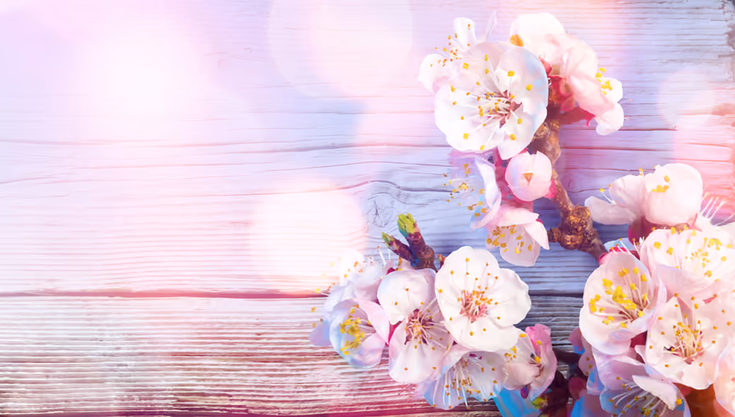 Cherry blossom branch - Wallpapers for Sony Xperia 1/Xperia 1 III/Xperia PRO-I in 1644x3840 resolution