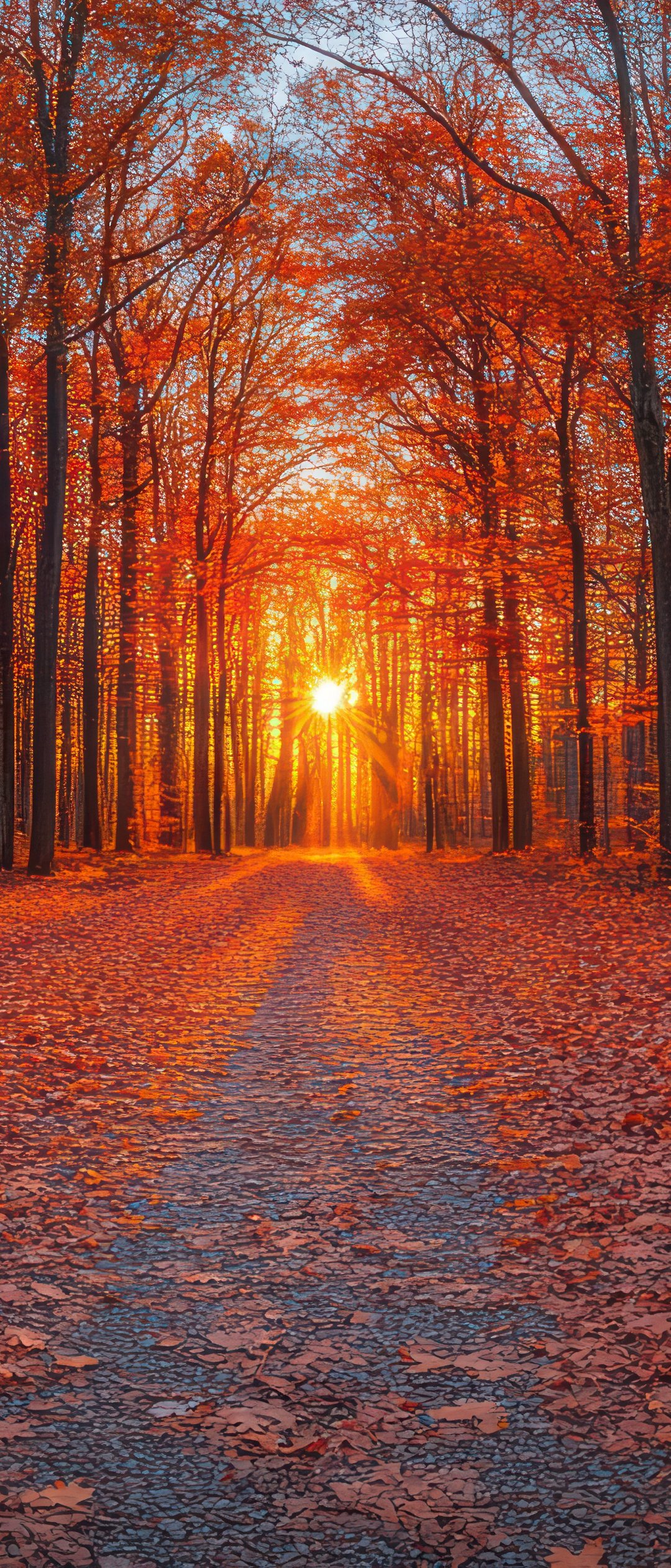 Orange Autumn Forest - Wallpapers for Samsung Galaxy Z Flip7, Sony Xperia 5 II/5 III/5 V/10 IV/10 V, Xiaomi Mix Fold 3 in 1080x2520 resolution