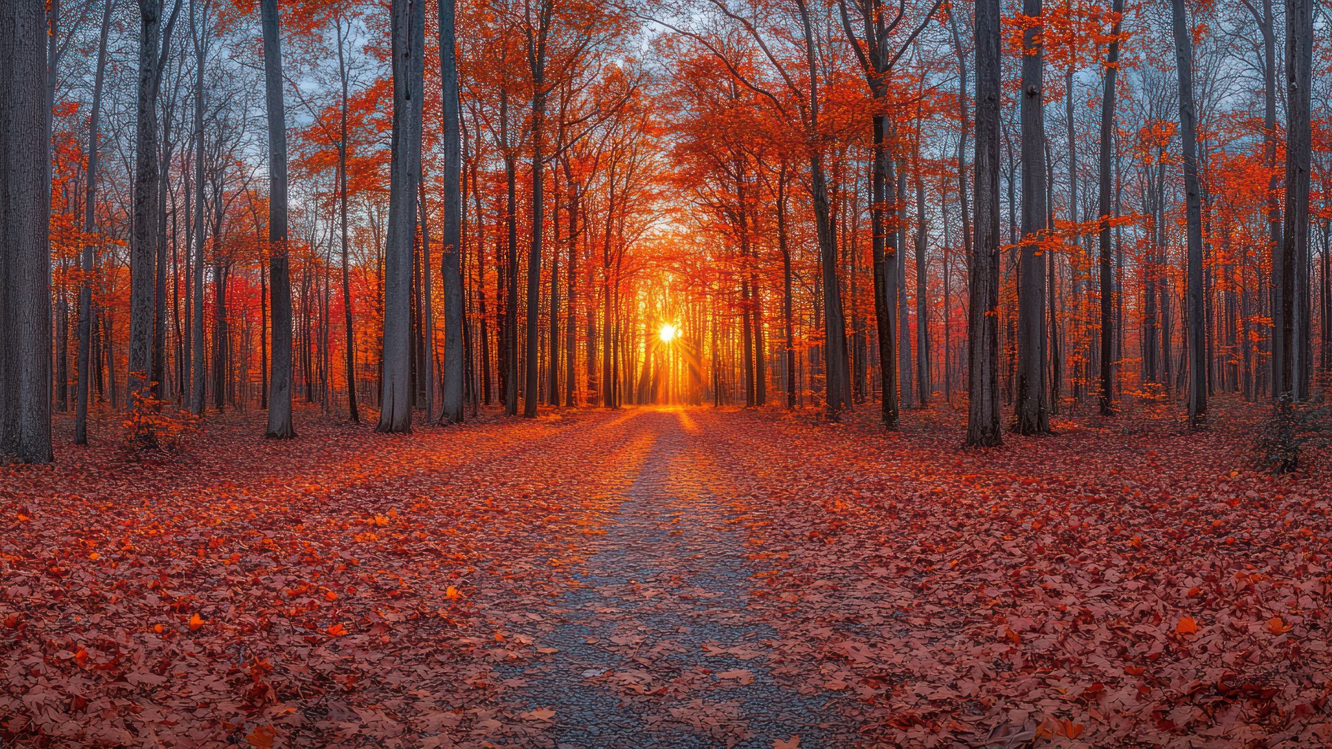 Orange Autumn Forest - Full HD wallpapers in 1920x1080 resolution