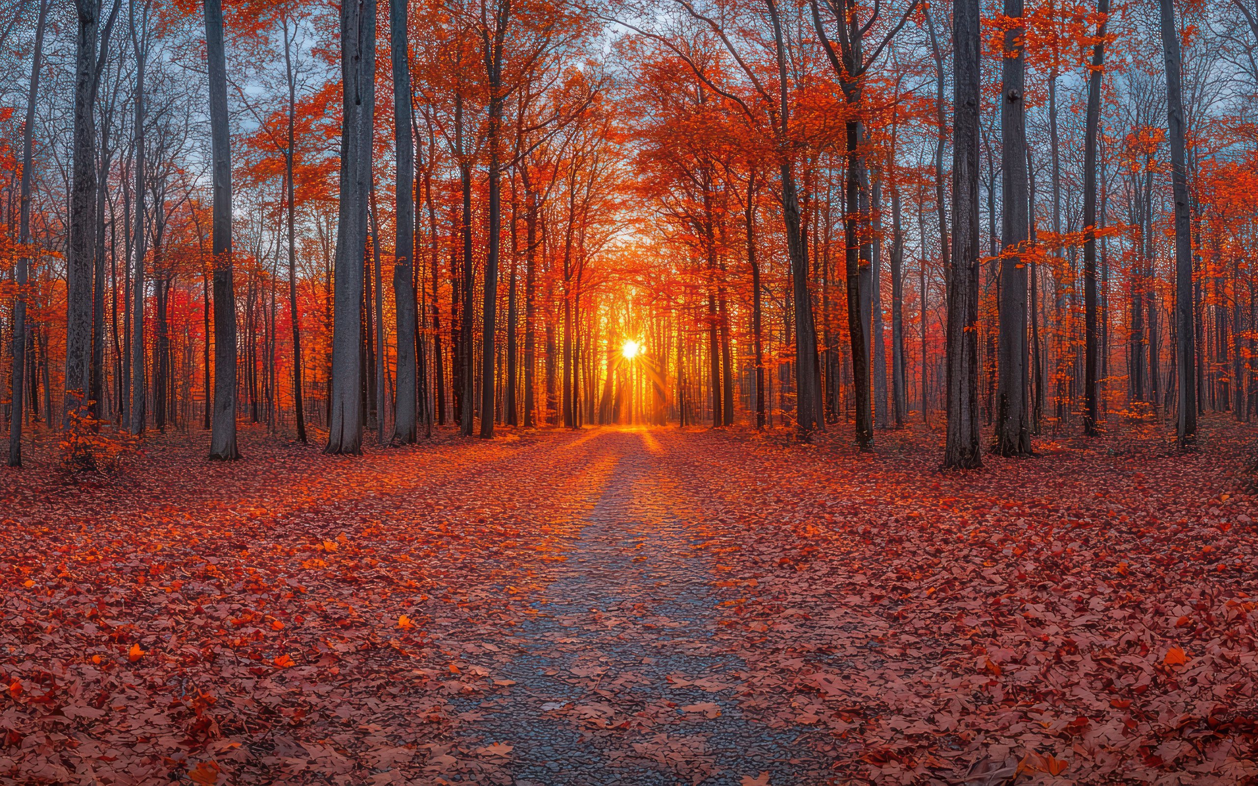 Orange Autumn Forest - WQXGA and for Apple MacBook Air 13 wallpapers in 2560x1600 resolution