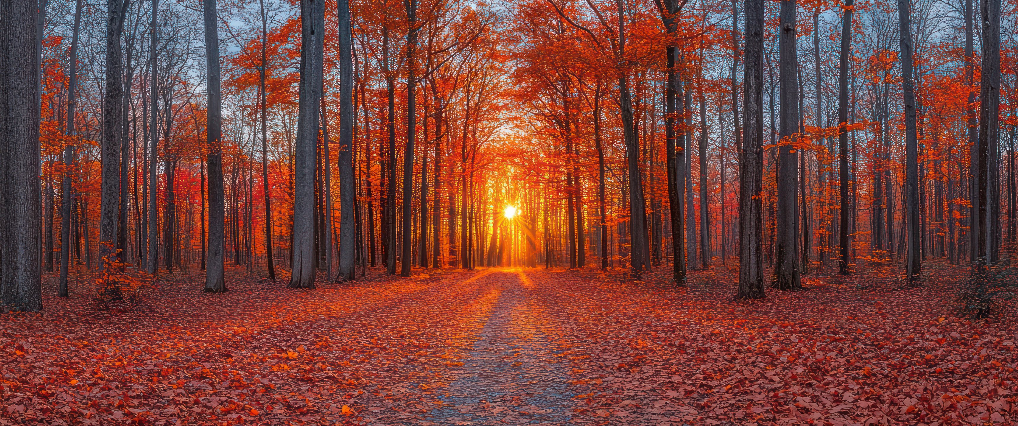 Orange Autumn Forest - UltraWide 21:9 wallpapers in 3440x1440 resolution