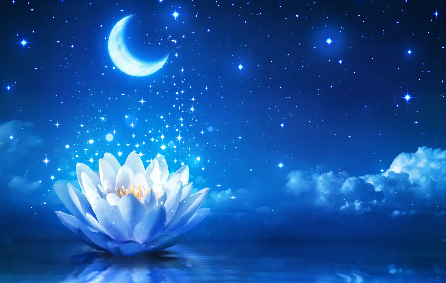 Crescent moon and water lily at night — desktop and phone wallpaper, free download