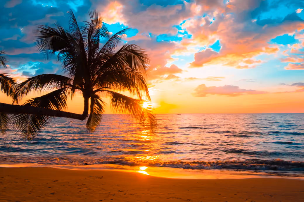 Sunset over tropical beach palm tree - WSVGA wallpapers in 1024x600 resolution