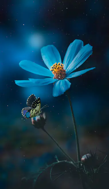 Wallpapers for iPhone 17 Pro/17/16 Pro (1206x2622): flowers, butterfly, night, light