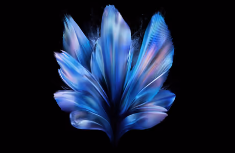 Abstraction wallpapers: flowers, petals, elegance, minimalism