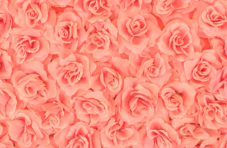 Nature wallpapers: roses, flowers, bouquet, petals