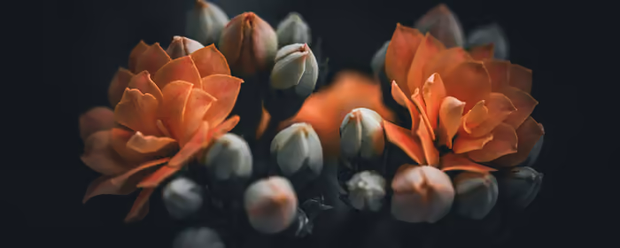 Nature wallpapers: gardenia, flowers, petals, blossom
