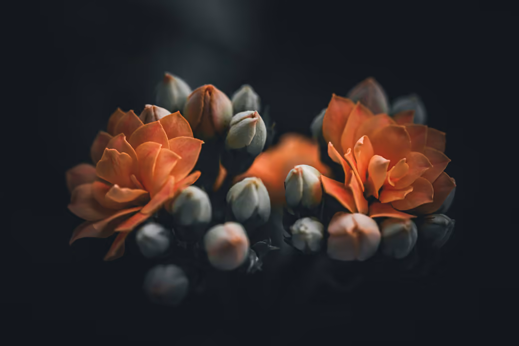 Delicate orange gardenia flowers — desktop and phone wallpaper, free download