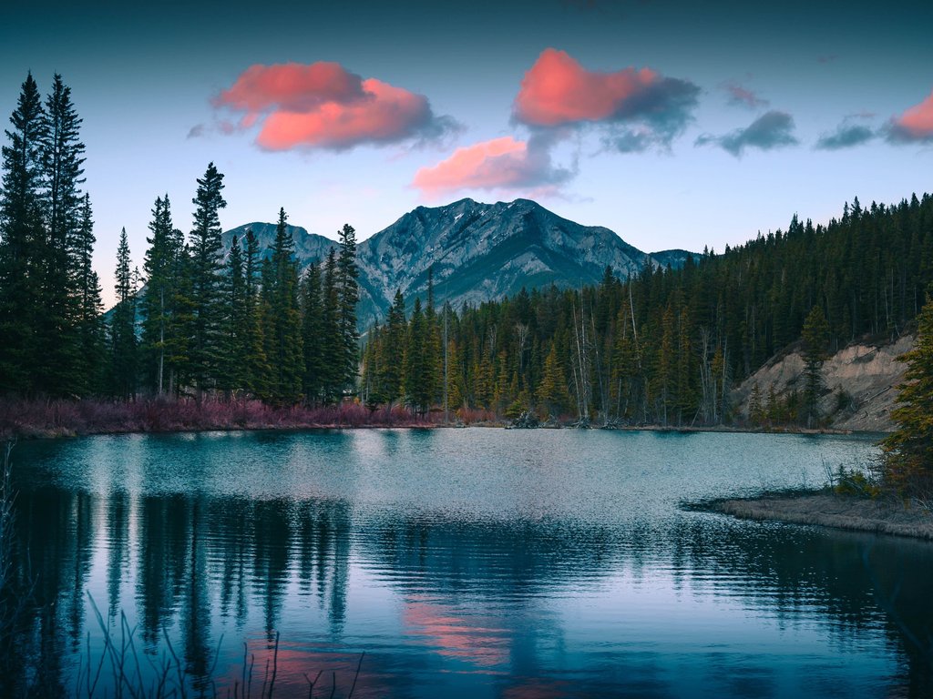 Mountain lake with pine trees - XVGA wallpapers in 1024x768 resolution