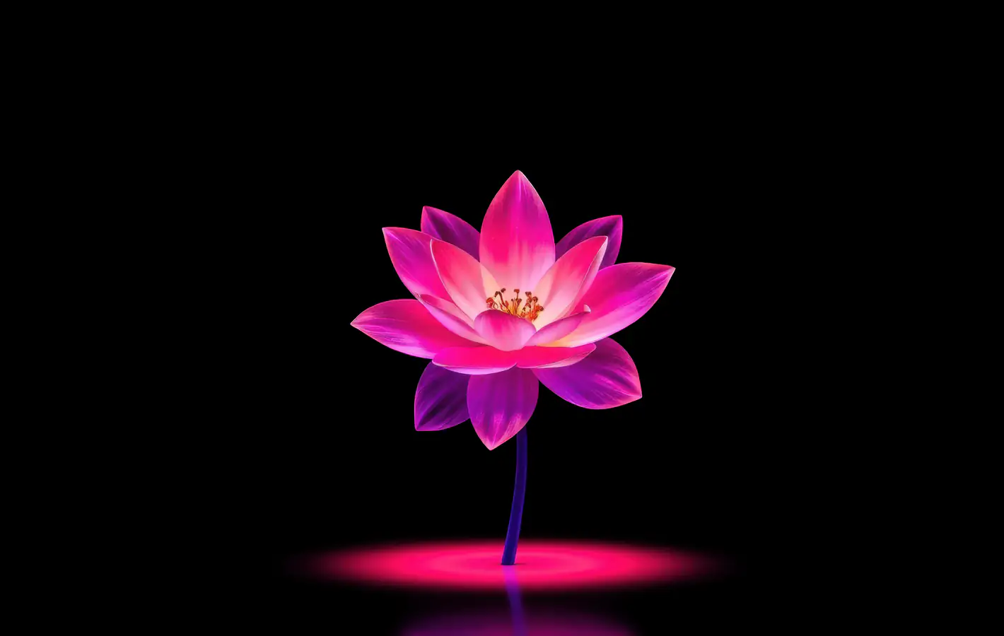 Neon Pink Lotus Flower — desktop and phone wallpaper, free download