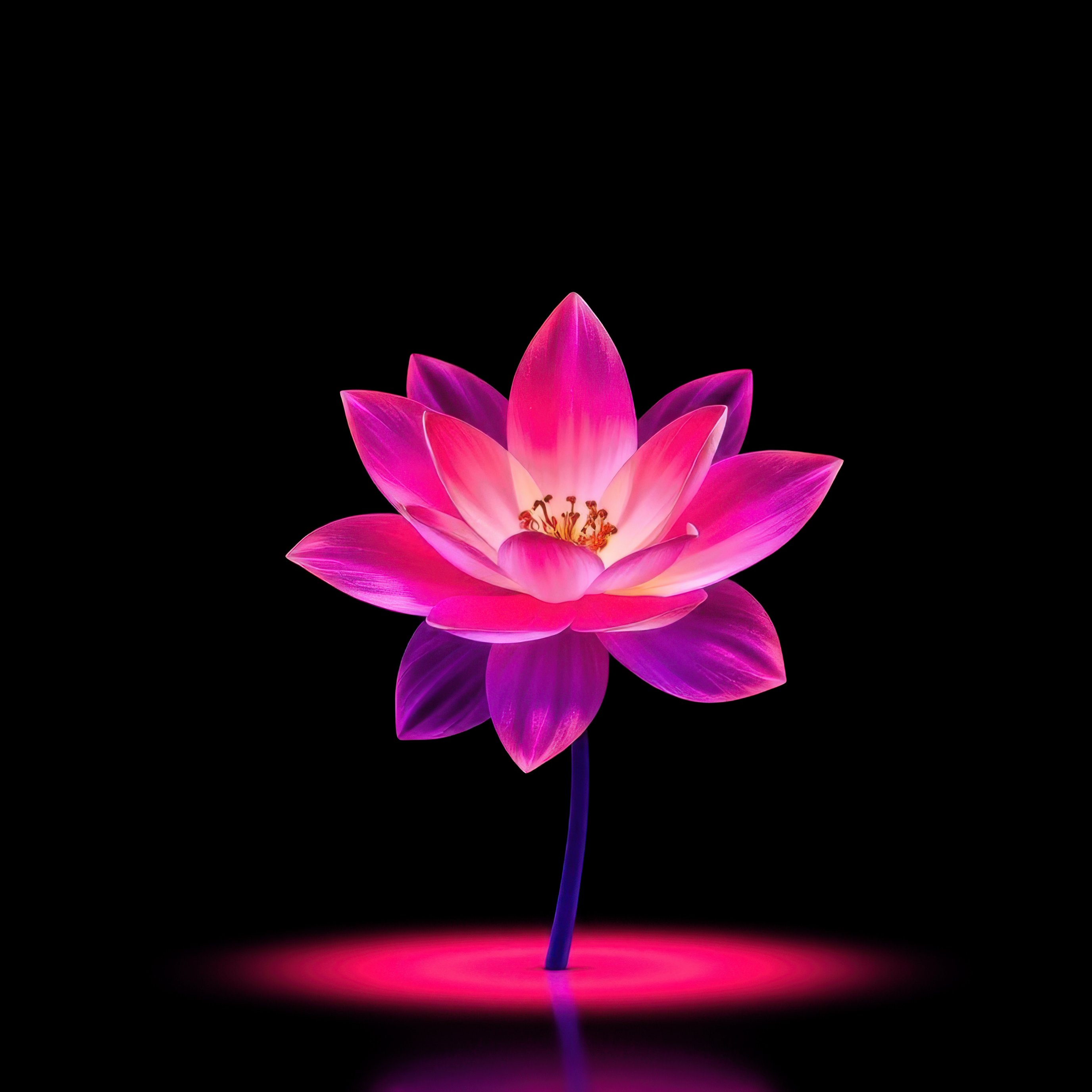 Neon Pink Lotus Flower - Wallpapers for iPad Pro 13″ in 2752x2752 resolution
