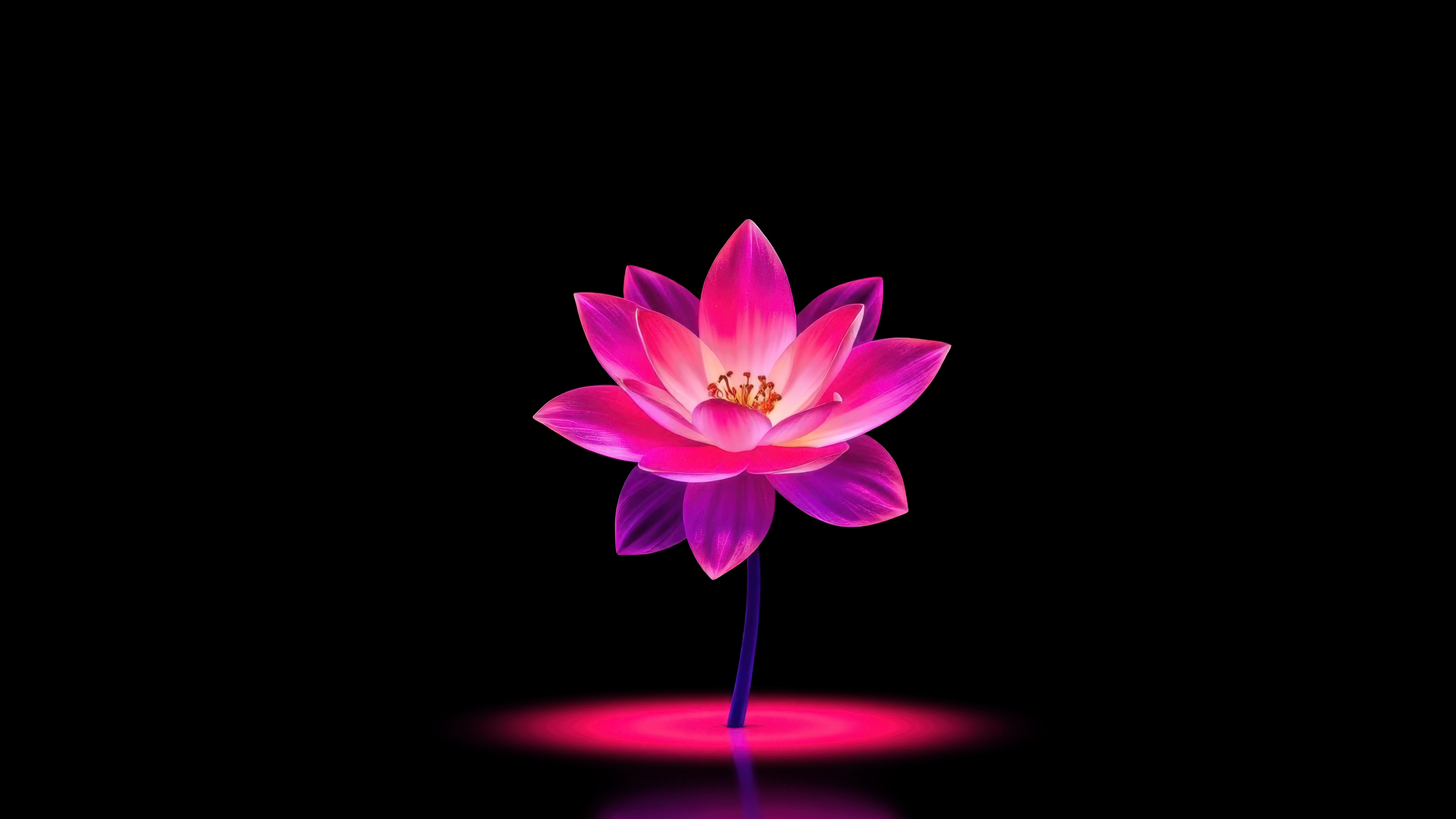 Neon Pink Lotus Flower - 5K wallpapers in 5120x2880 resolution