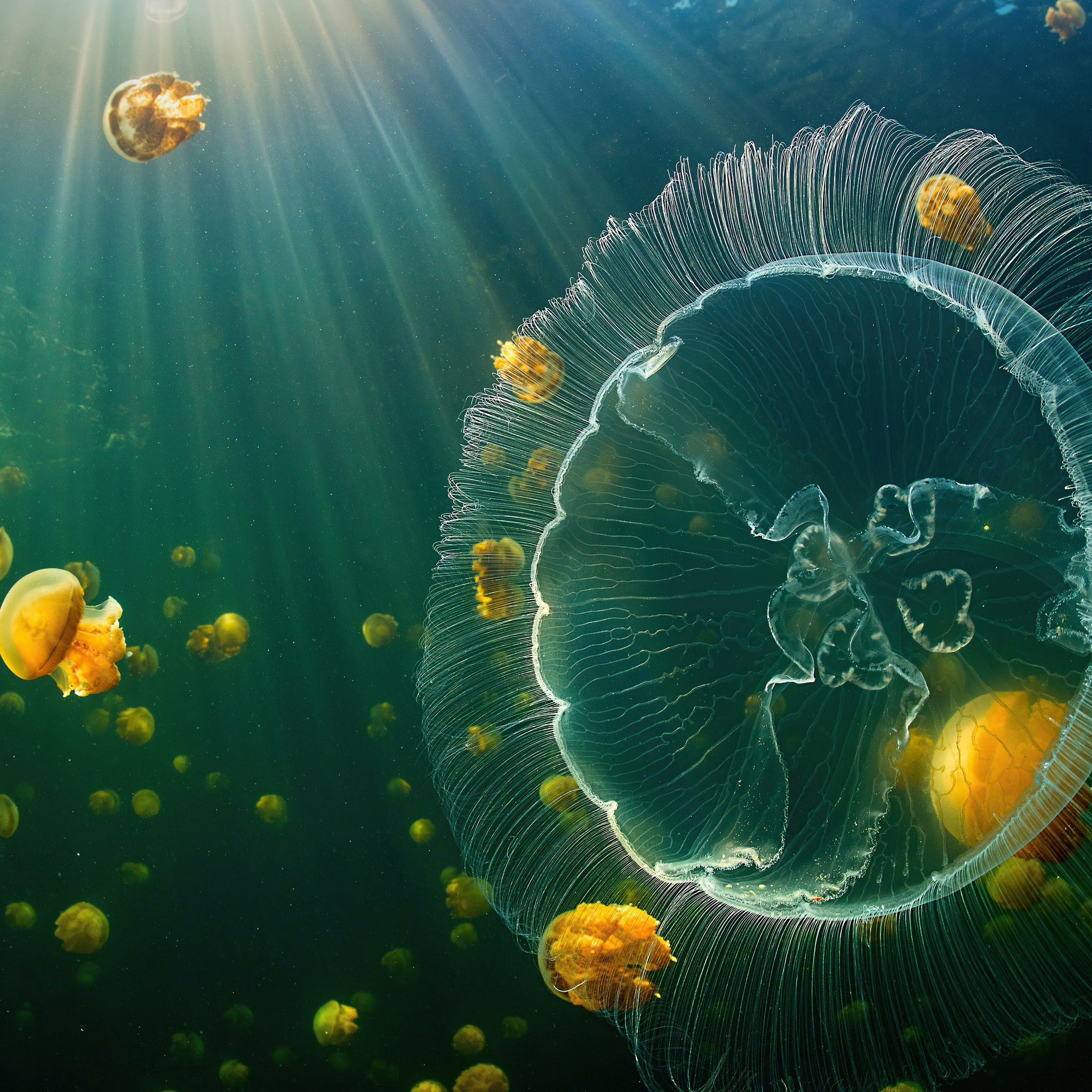 Yellow jellyfish in the ocean - Wallpapers for iPad mini 8.3″ in 2266x2266 resolution