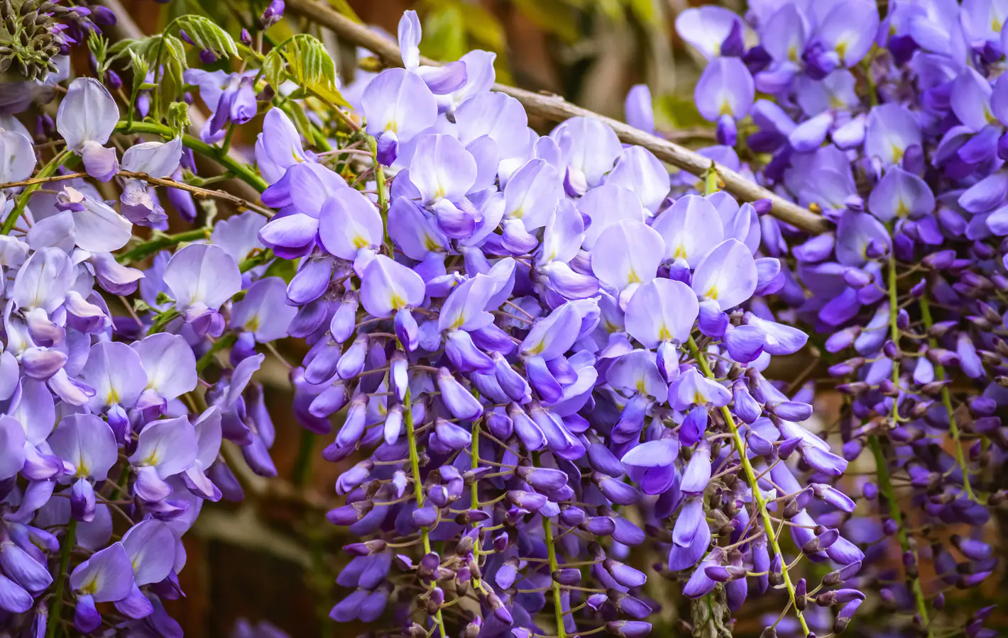 Blooming wisteria flowers in springtime — desktop and phone wallpaper, free download