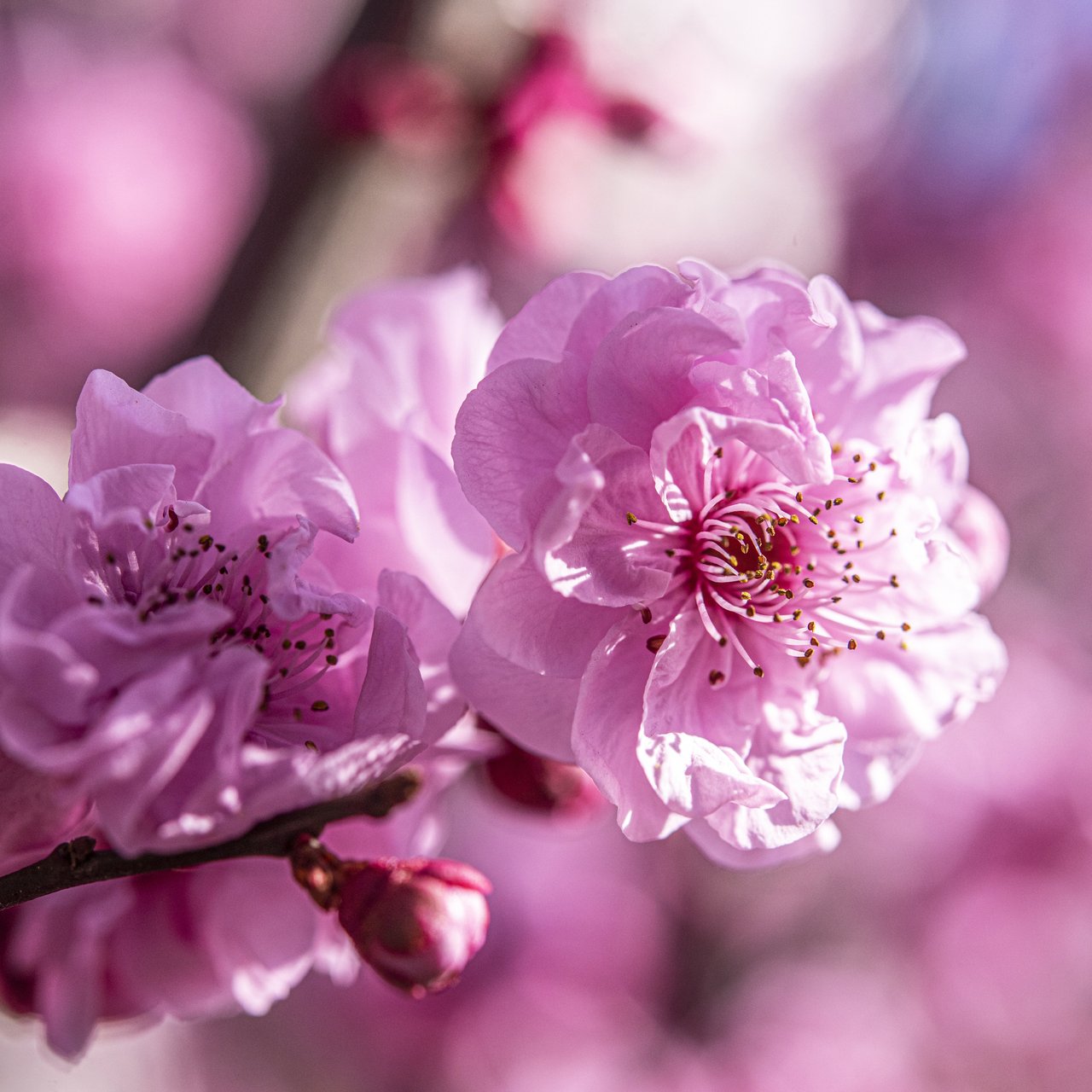 Pink lush cherry blossoms - Wallpapers for Lenovo, Huawei in 1280x1280 resolution