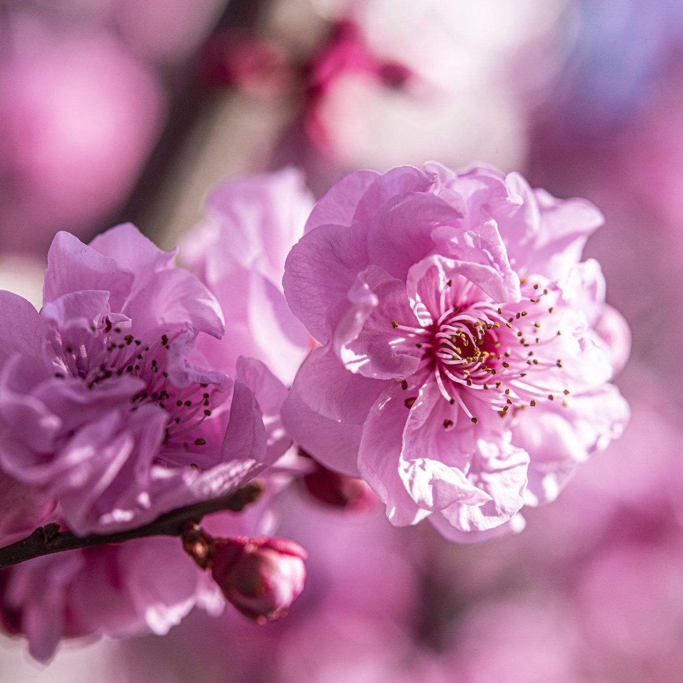 Pink lush cherry blossoms - Wallpapers for Samsung Galaxy Tab in 1340x1340 resolution