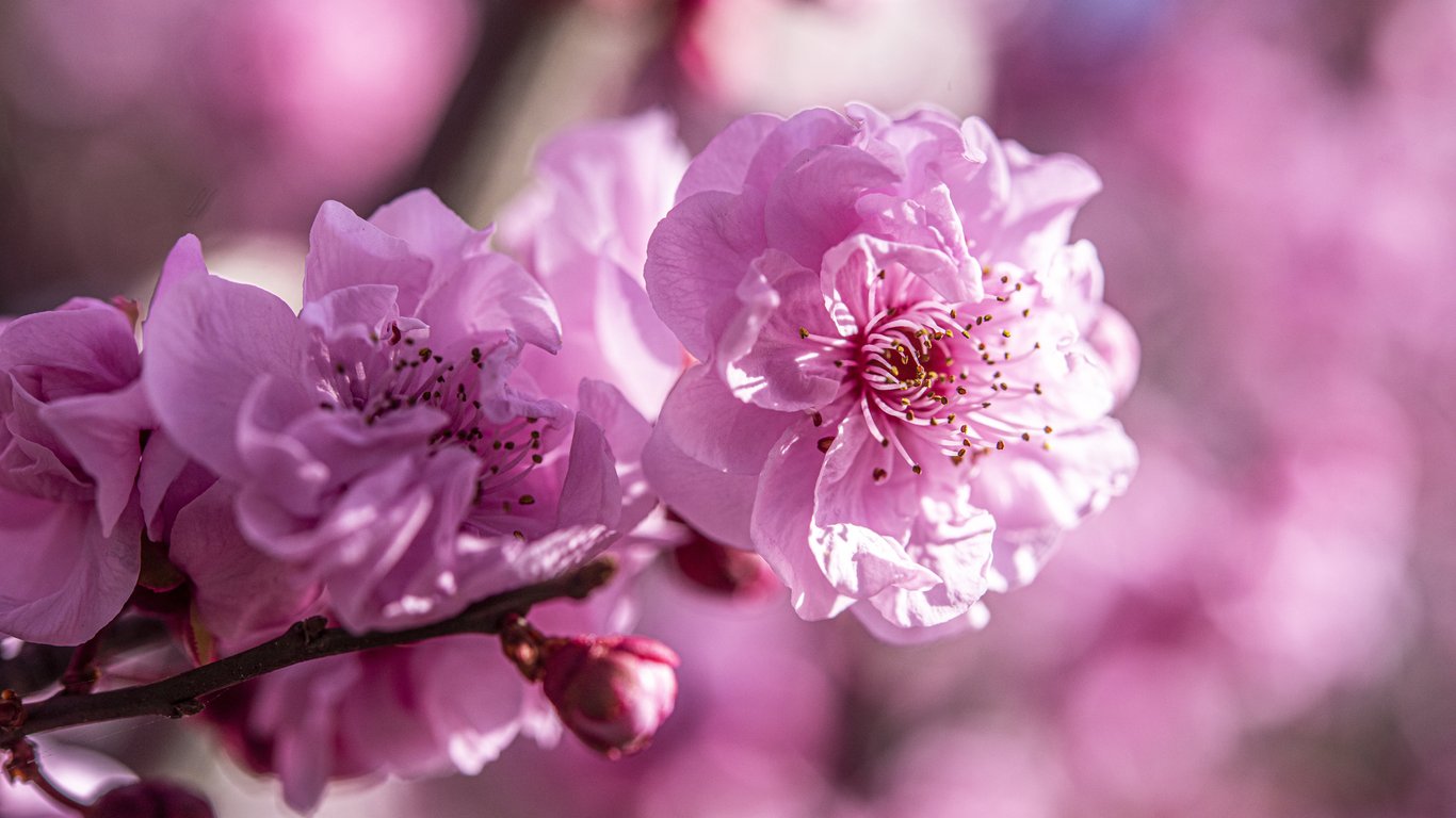 Pink lush cherry blossoms - Laptop Wallpapers in 1366x768 resolution