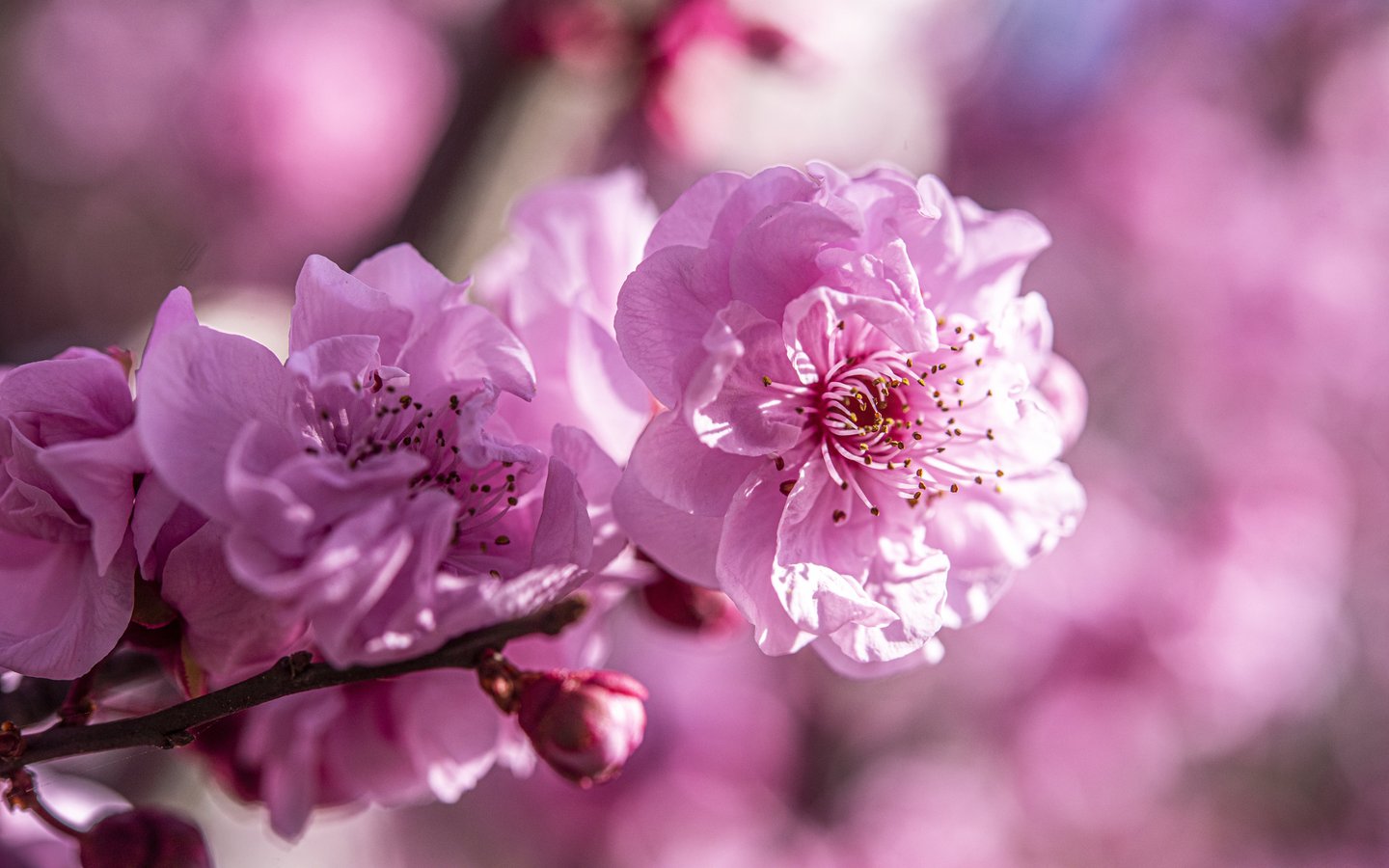 Pink lush cherry blossoms - WSXGA wallpapers in 1440x900 resolution