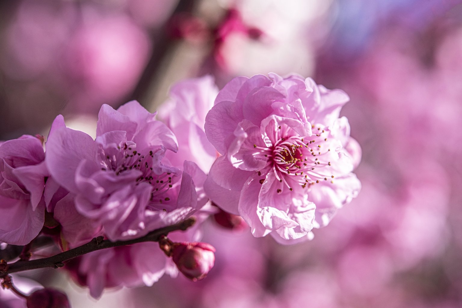 Pink lush cherry blossoms - Microsoft Surface 12.4″ wallpapers in 1536x1024 resolution