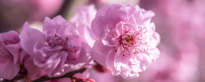 UltraWide 21:9 wallpapers (3440x1440): cherry blossoms, flowers, stamens, spring